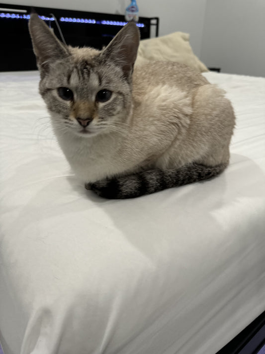 Pawvelle™ Hair Remover Glove